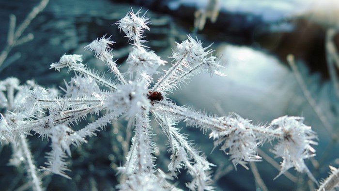 Macro shot of frost-covered plant branches