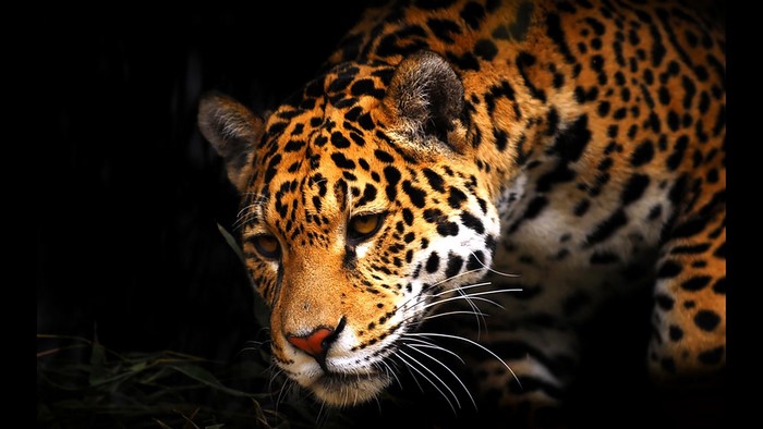 Jaguar with spotted fur in dark background