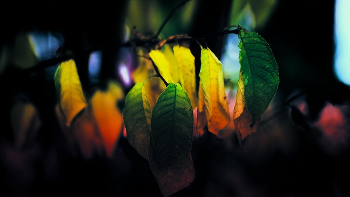 4K Twig with Autumn Leaves