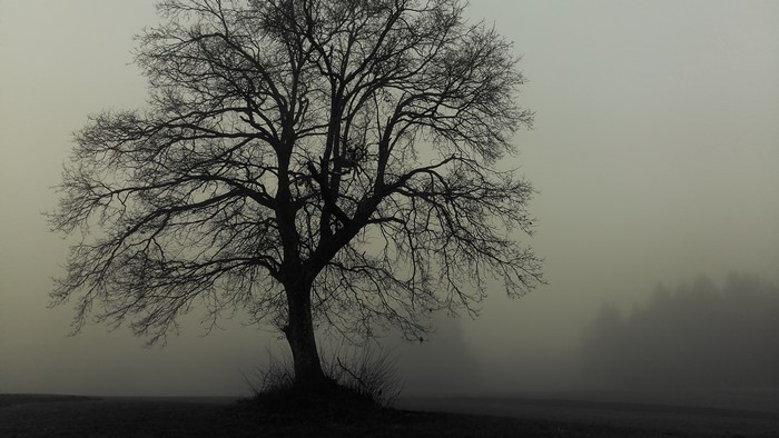 Bare tree in fog