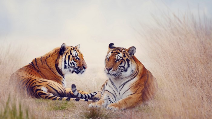 4K Tigers in Tall Grass
