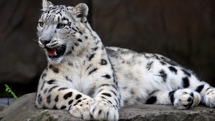 Snow Leopard Lying on Rocks