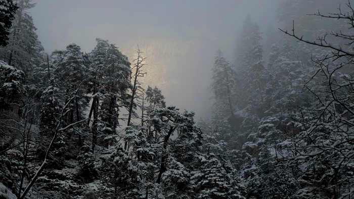 4K Winter Forest