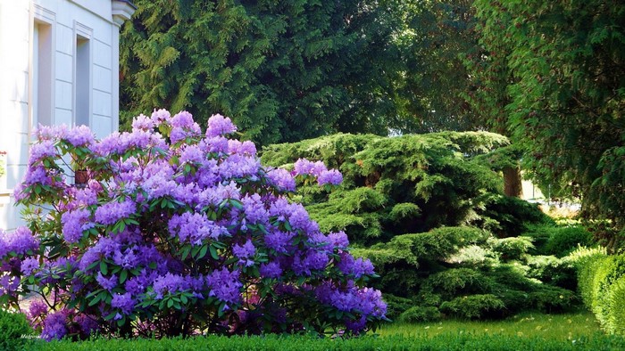 Purple Rhododendron Bush in a Garden