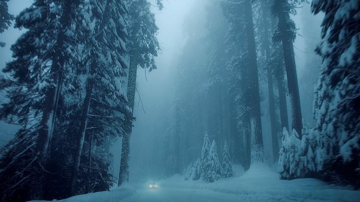 Car driving through a snowy forest in fog