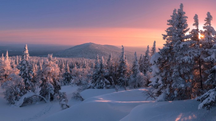 Snow-covered trees in a winter forest at sunset