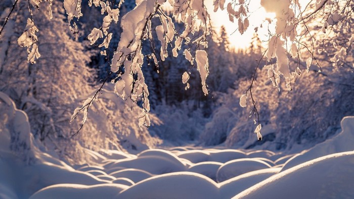 Snowy forest with sunlit branches