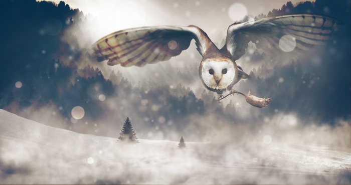 Barn owl flying with prey over snowy forest