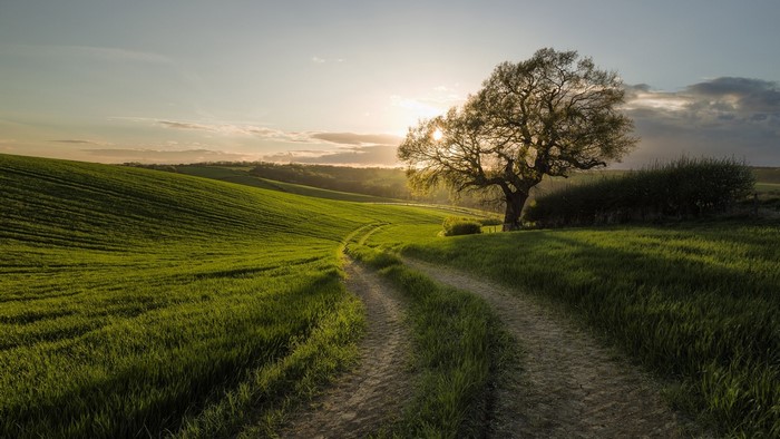 Dirt road through green fields at sunrise