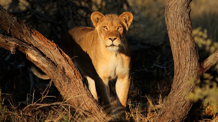 4K Lioness in Natural Habitat