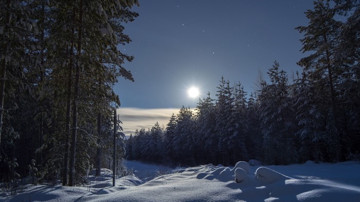 4K Winter Forest Under Moonlight