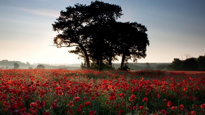 Field of poppies with silhouetted trees at sunrise