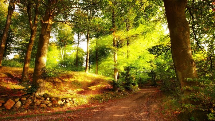 Forest road with sunlight filtering through trees