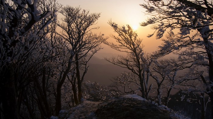 Bare trees covered in snow at sunrise