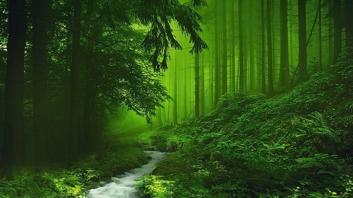 4K Forest Stream