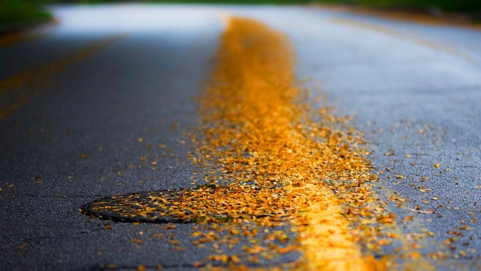 Road with yellow line and fallen leaves