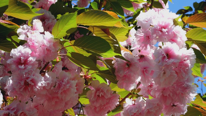 4K Spring Cherry Blossoms