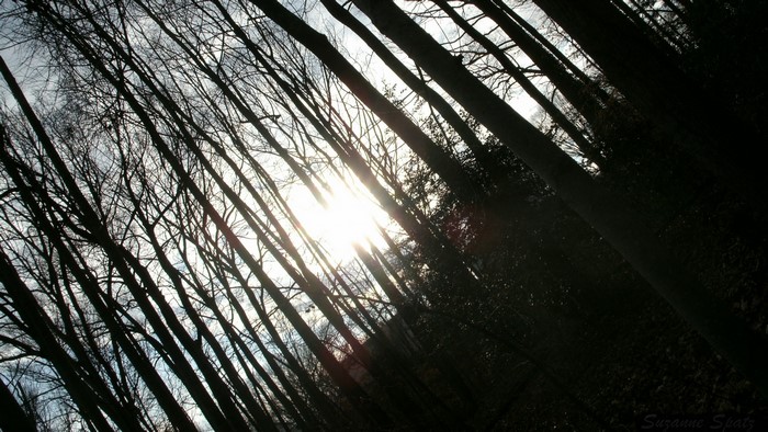 Sunlight through bare trees in a forest