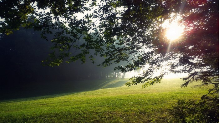 Sunlight filtering through trees onto a misty meadow