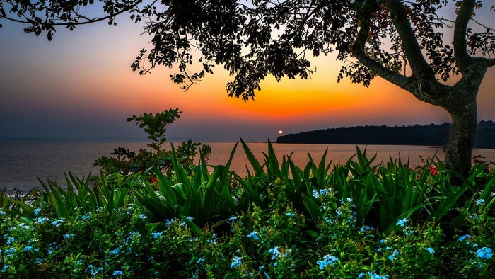Sunset over the ocean with trees and flowers