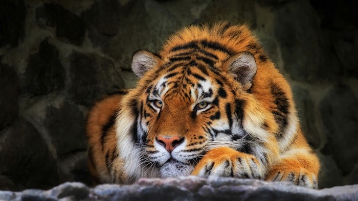 Tiger resting on rocks