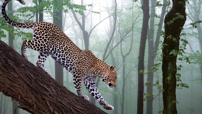 Leopard climbing a tree in a foggy forest