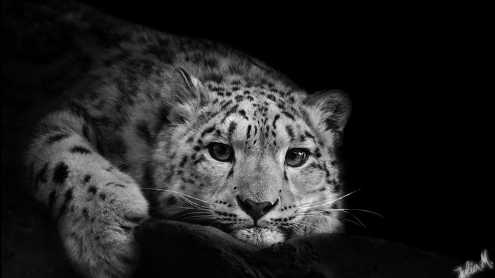Black and white portrait of a snow leopard