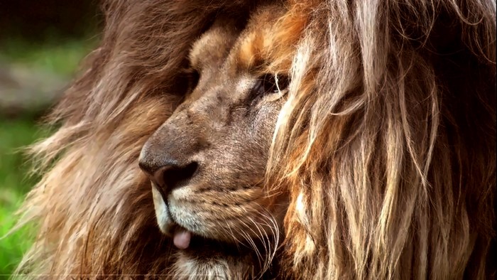 Close-up of a male lion's face