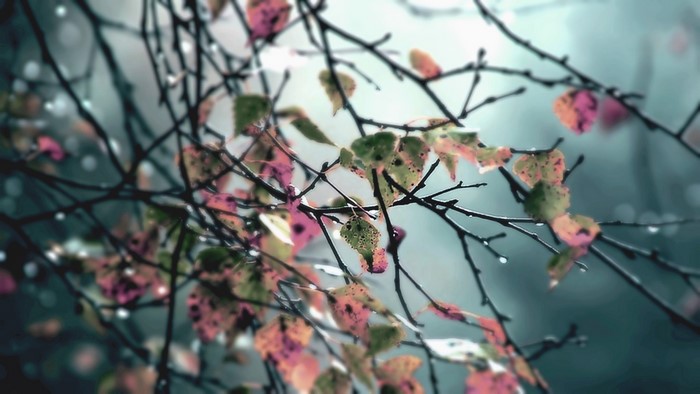 Autumn leaves on branches with water drops