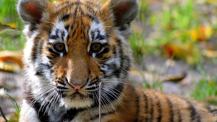 Tiger cub in grass