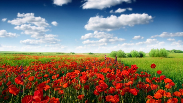 Field of red poppies under a blue sky