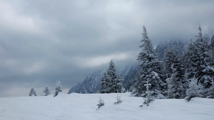 Snowy mountain landscape with pine trees