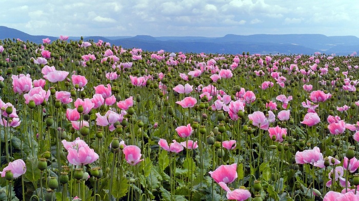 Field of pink poppies and seed pods