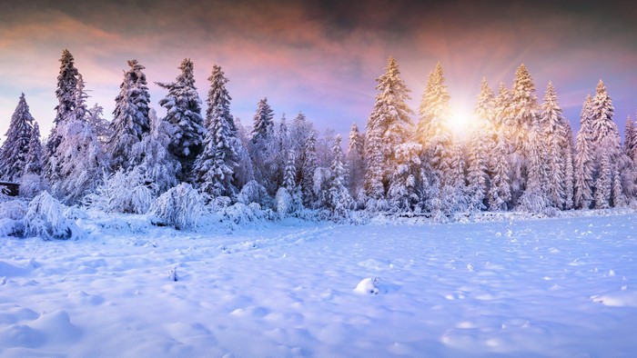 4K Winter forest with snow-covered trees