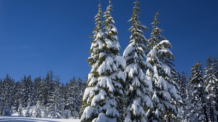 Snow-covered evergreen trees under a clear blue sky