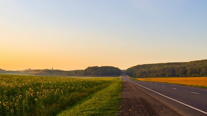 Road through sunflower field at sunrise
