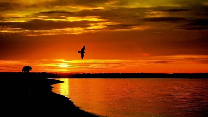 Sunset over water with a bird and tree