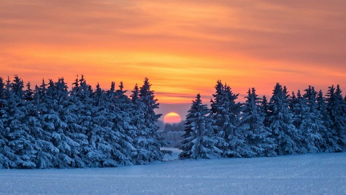 Snow-covered trees at sunset