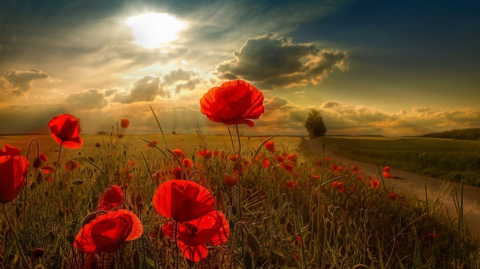 Field of red poppies at sunset