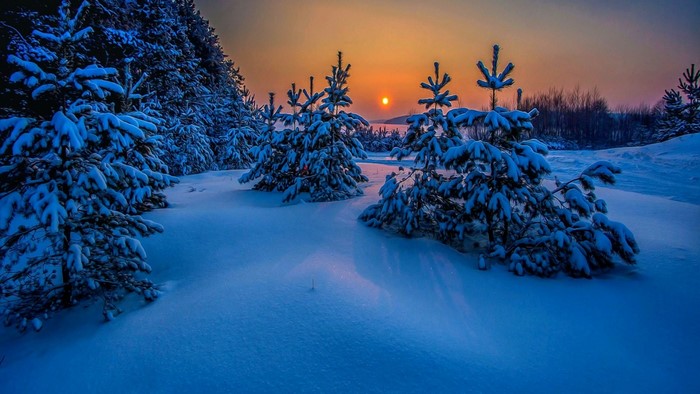 Snowy pine forest at sunset