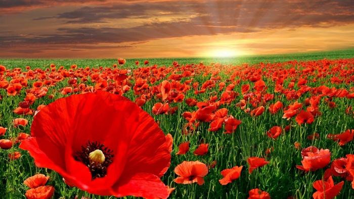 Field of red poppies at sunset