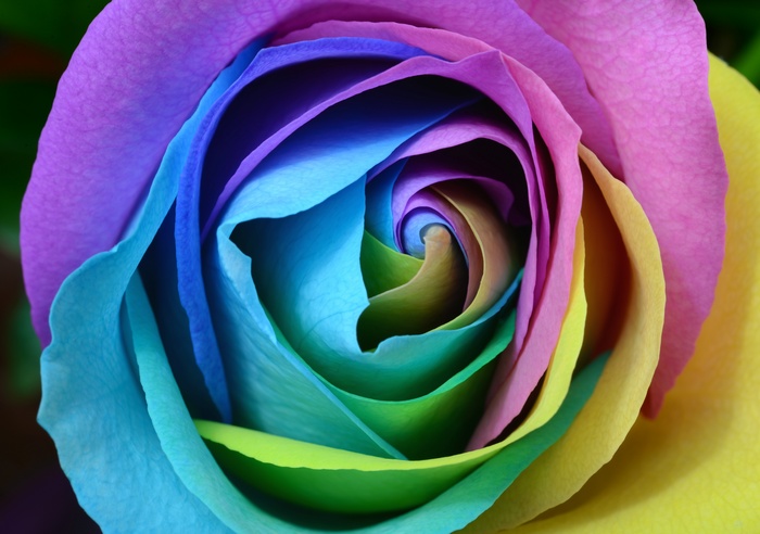 Rainbow Rose 4K