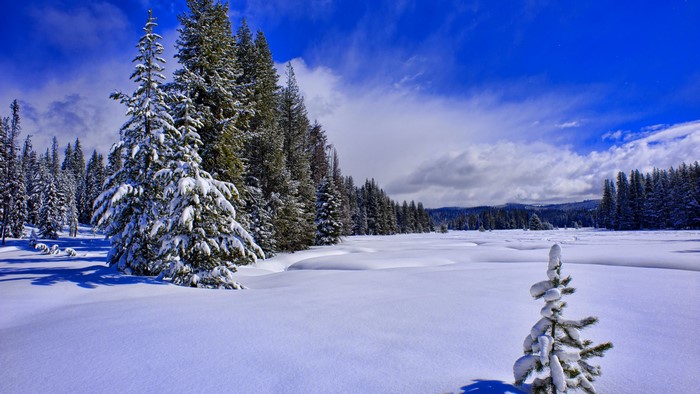 4K Winter Landscape with Snow-Covered Trees