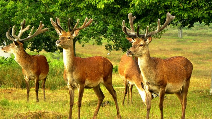 Four deer with antlers in a grassy field