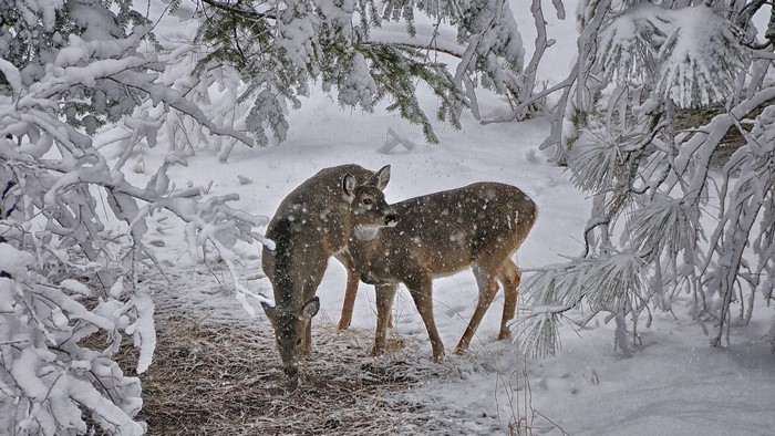 Two deer in a snowy forest