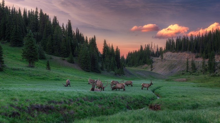 Elk herd grazing in a mountain meadow at sunset