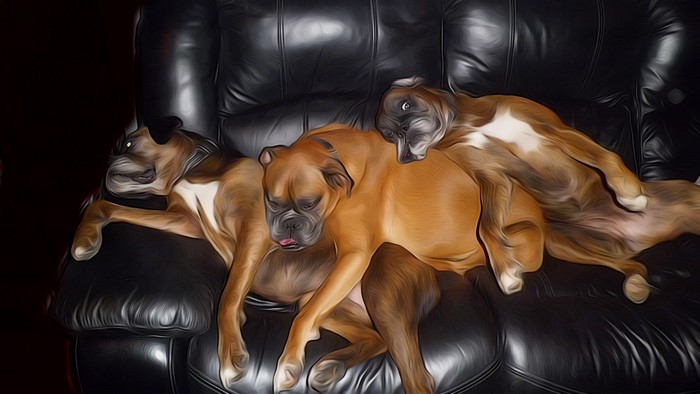 Three Boxer dogs sleeping on a leather couch