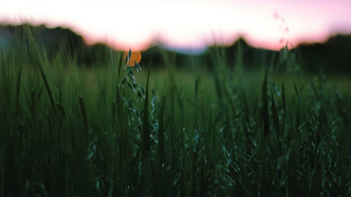 Oats field at sunset
