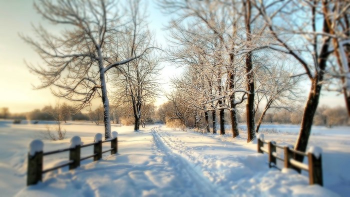 Snowy path through trees in winter