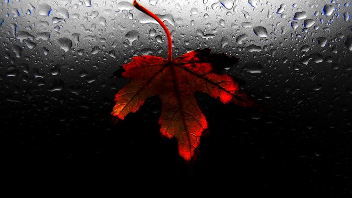 Red leaf on wet surface